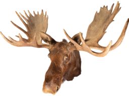 Bull Moose Head Mount