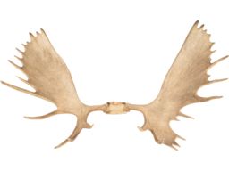 Large Moose Antler Rack