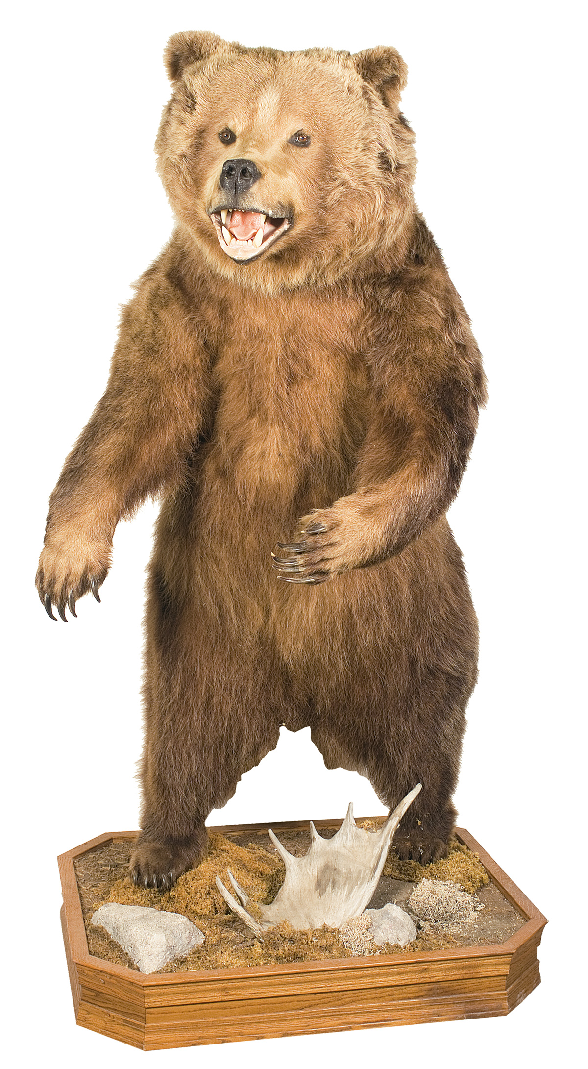 Very Large Stuffed Alaskan Brown Bear, with Stand | Rock Island Auction