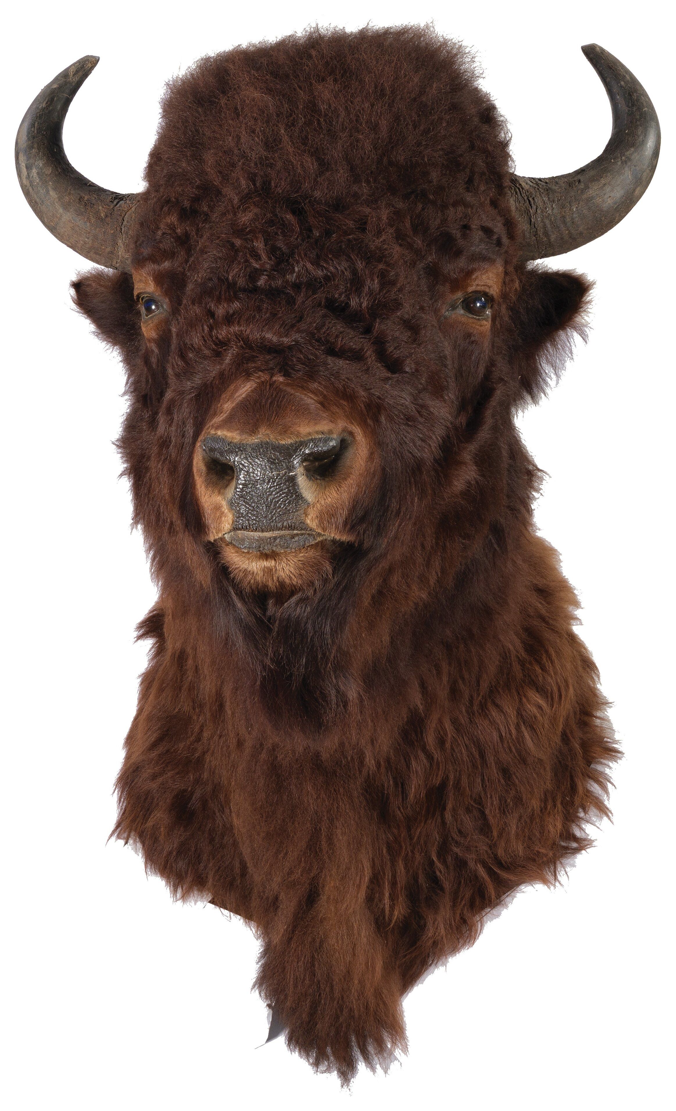 Massive American Bison Shoulder Mount | Rock Island Auction