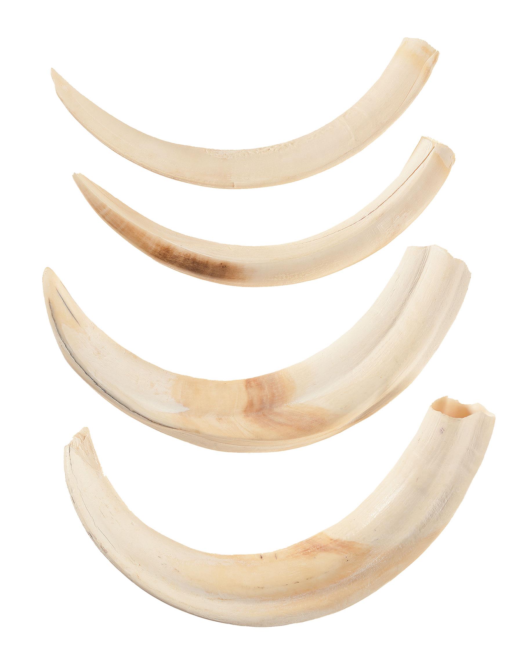 Four Ivory Tusks | Rock Island Auction