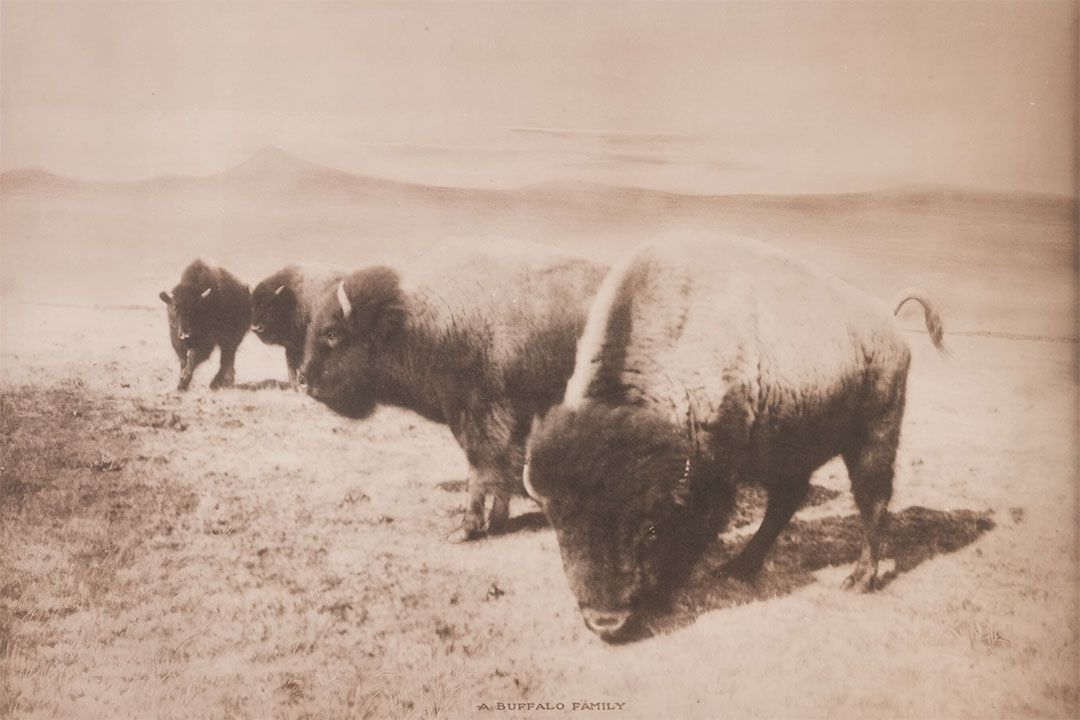 print-of-a-buffalo-family-by-la-huffman