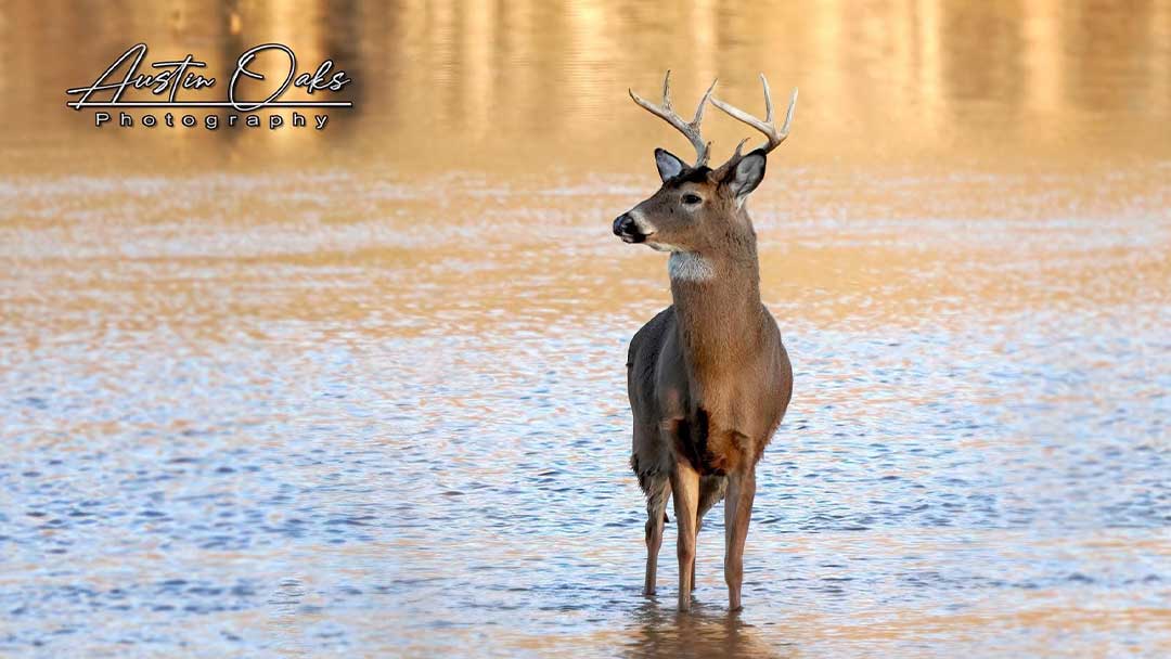 An-Illinois-whitetail-buck-photographed-by-Kevin-Isaacson-of-Austin-Oaks-Photography