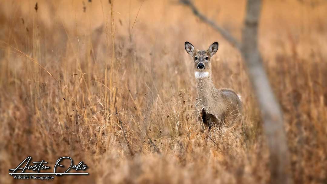 Deer-in-the-grass--photographed-by-Kevin-Isaacson-of-Austin-Oaks-Photography