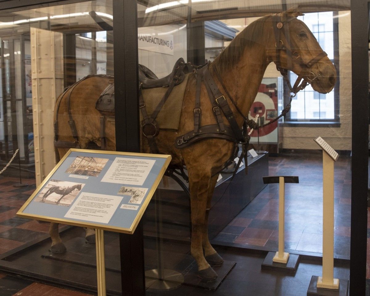 Horse-on-display