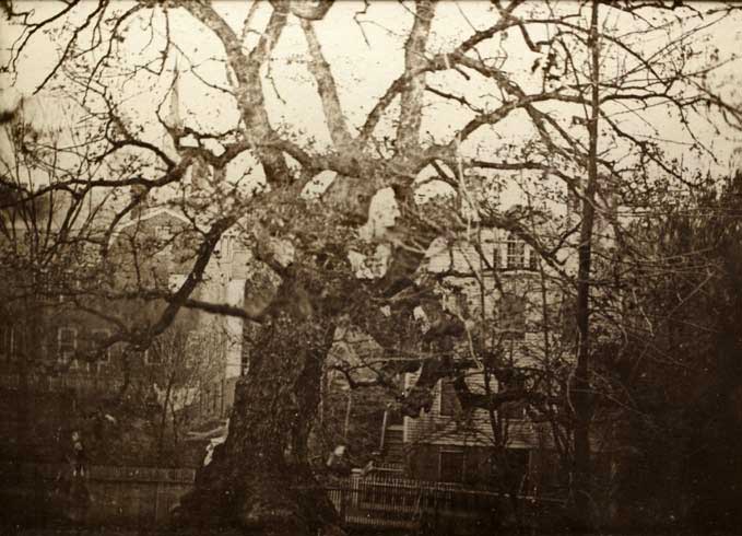 Last known photo of the standing Charter Oak, 1855