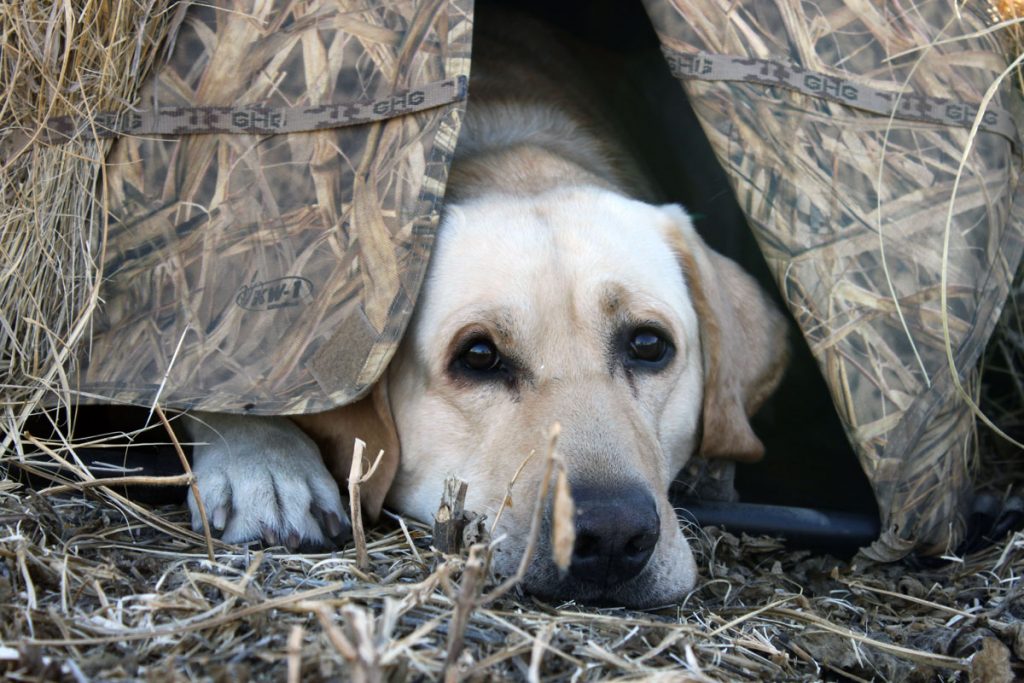 Hunting dog in camo cover