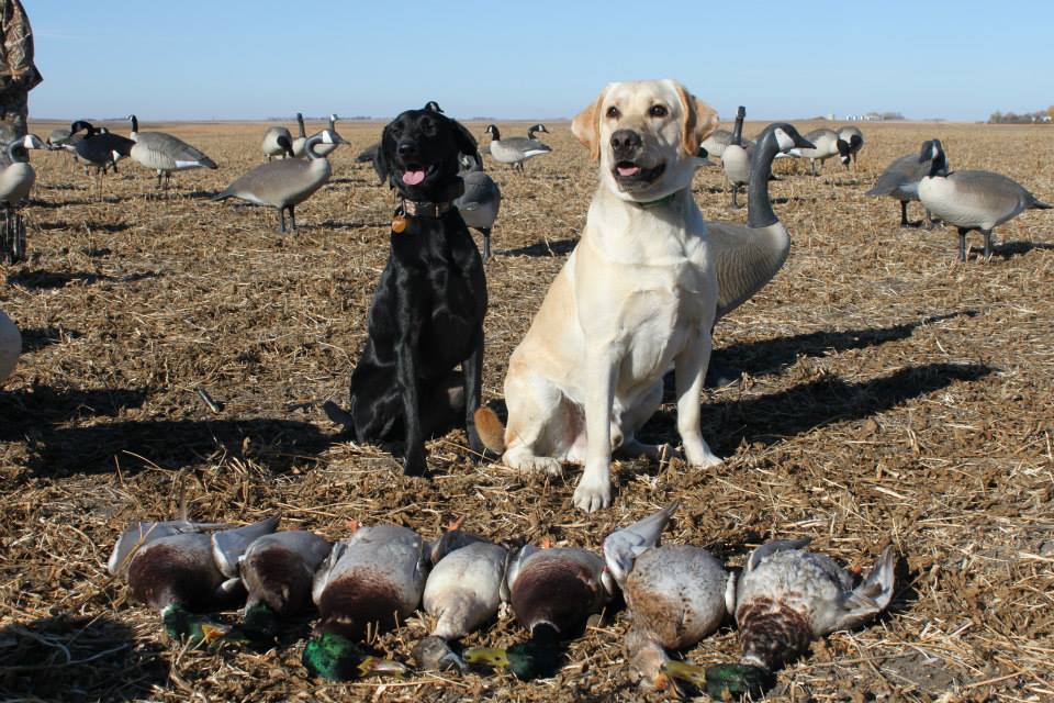 The dogs with a lineup of hunted waterfowl